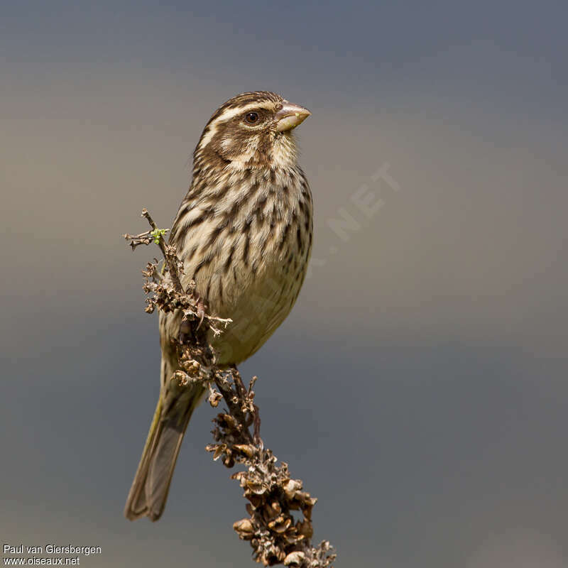 Serin striéadulte, identification