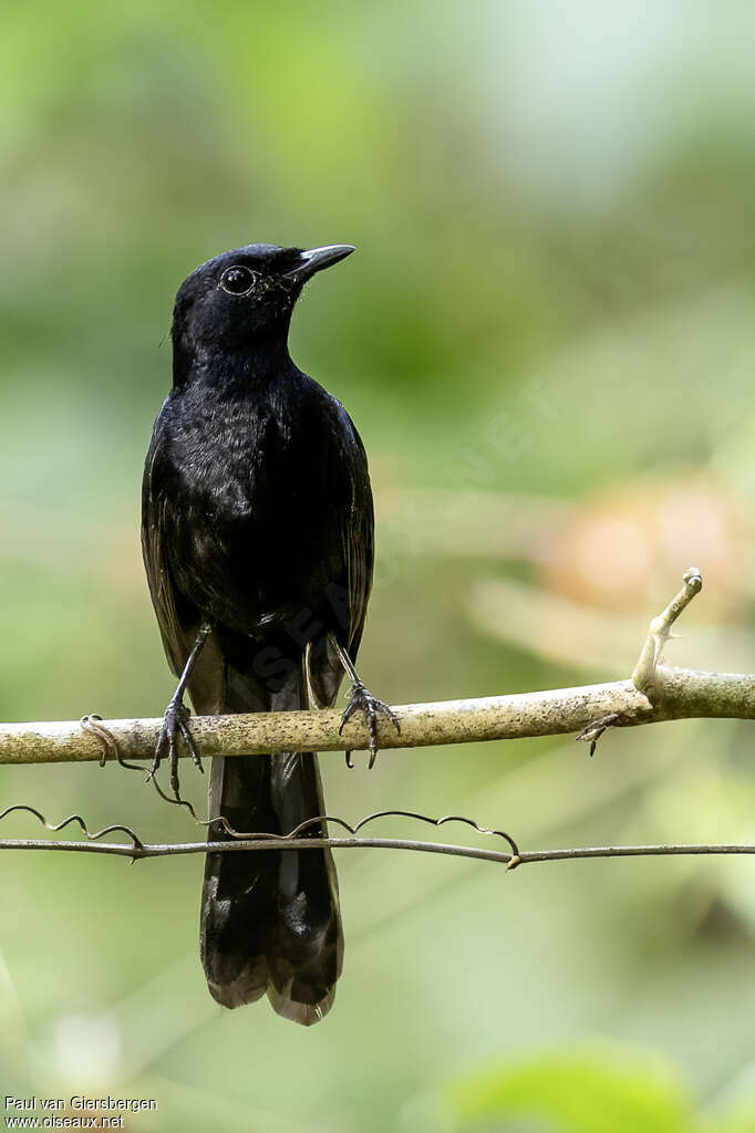 Black Shamaadult