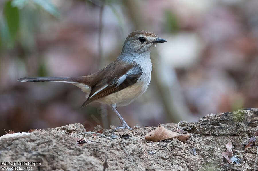 Madagascar Magpie-Robin female adult, identification