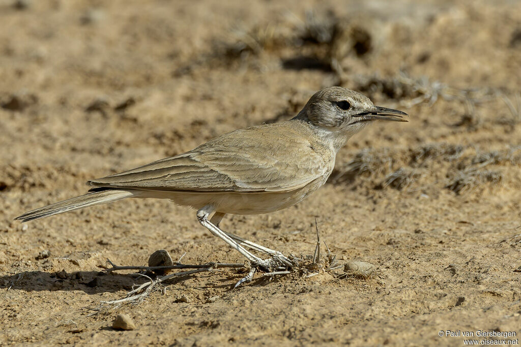 Sirli de Witherbyadulte