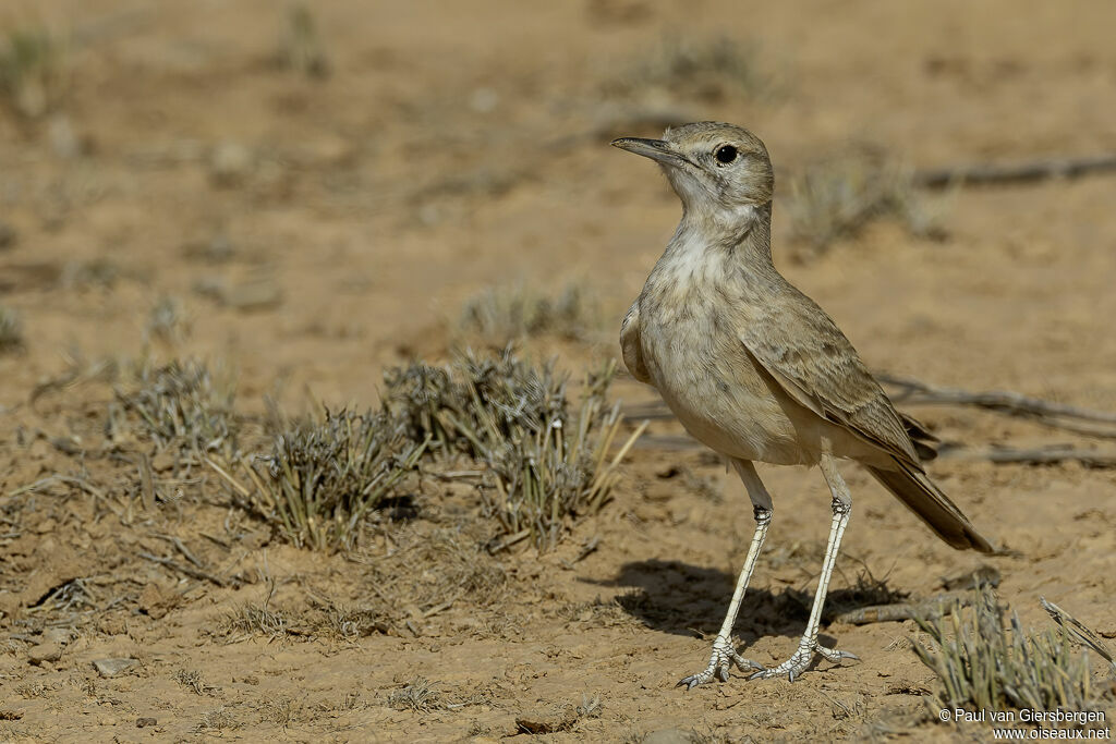 Sirli de Witherbyadulte