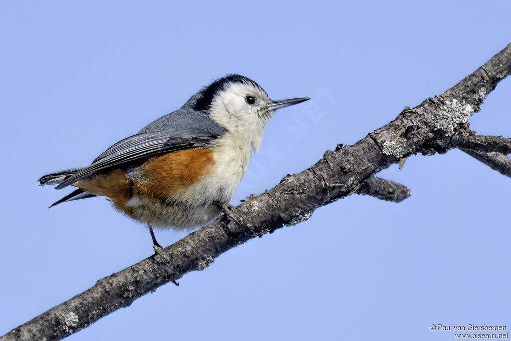 Sittelle à joues blanchesadulte
