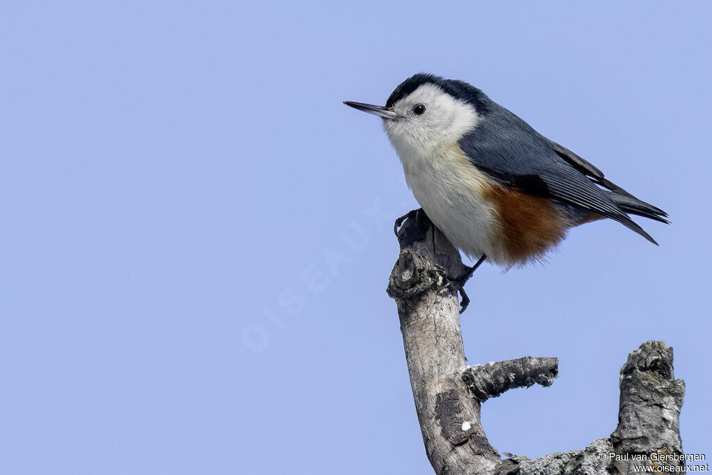 Sittelle à joues blanchesadulte