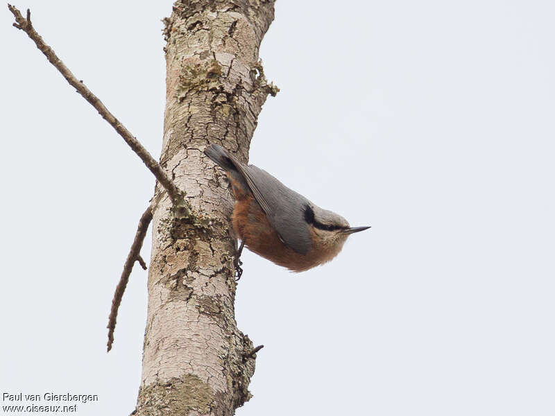 Sittelle à ventre marronadulte, identification
