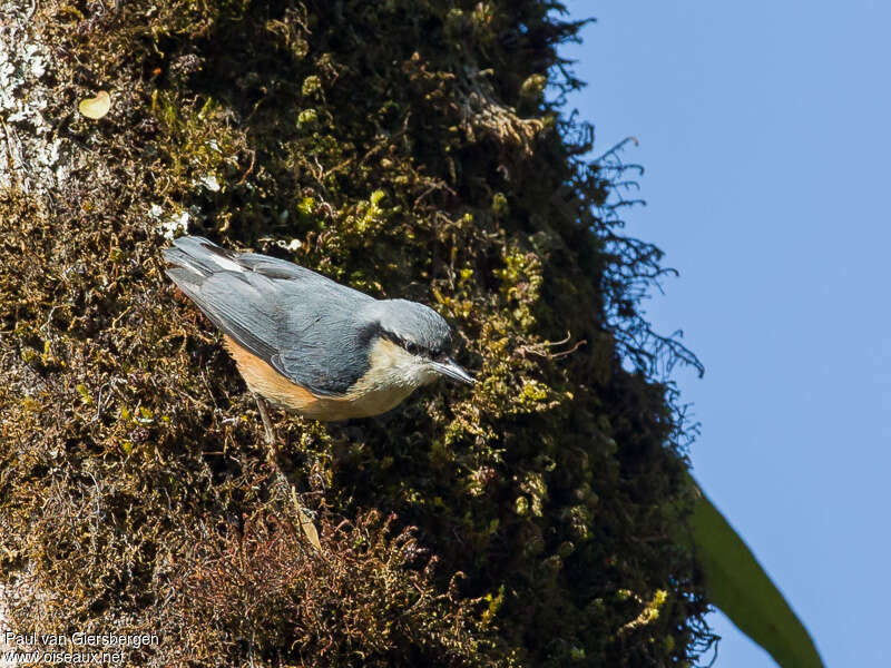 White-tailed Nuthatchadult, identification