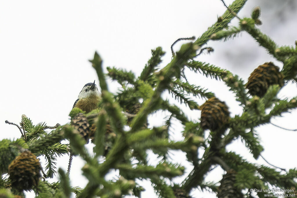 Przevalski's Nuthatchadult