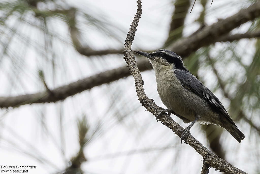 Yunnan Nuthatchadult