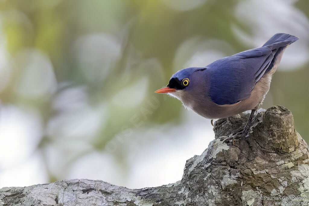 Sittelle veloutéeadulte