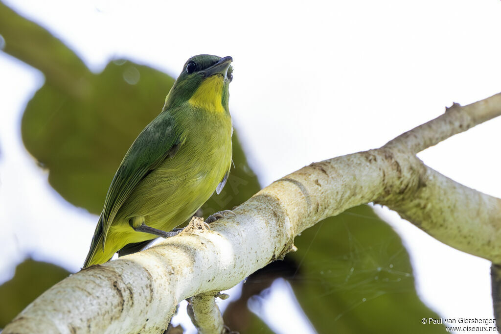 Smaragdan émeraudeadulte