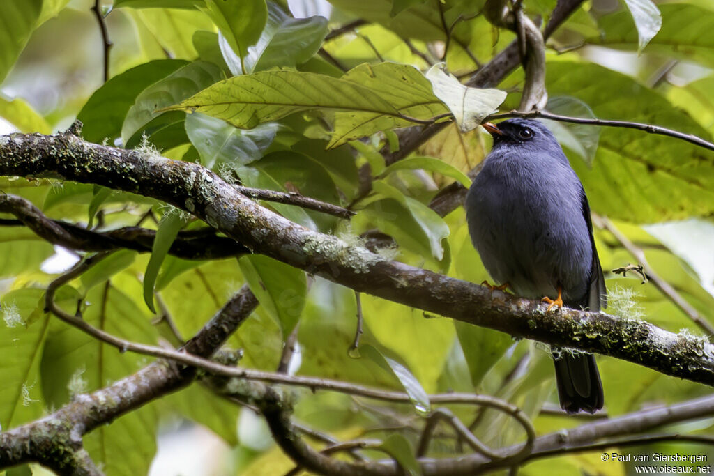 Solitaire masquéadulte