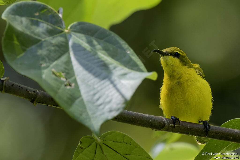 Sahul Sunbird female adult