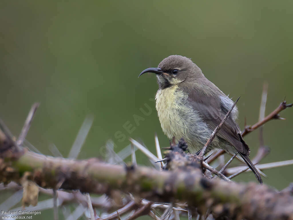Variable Sunbird male First year, identification