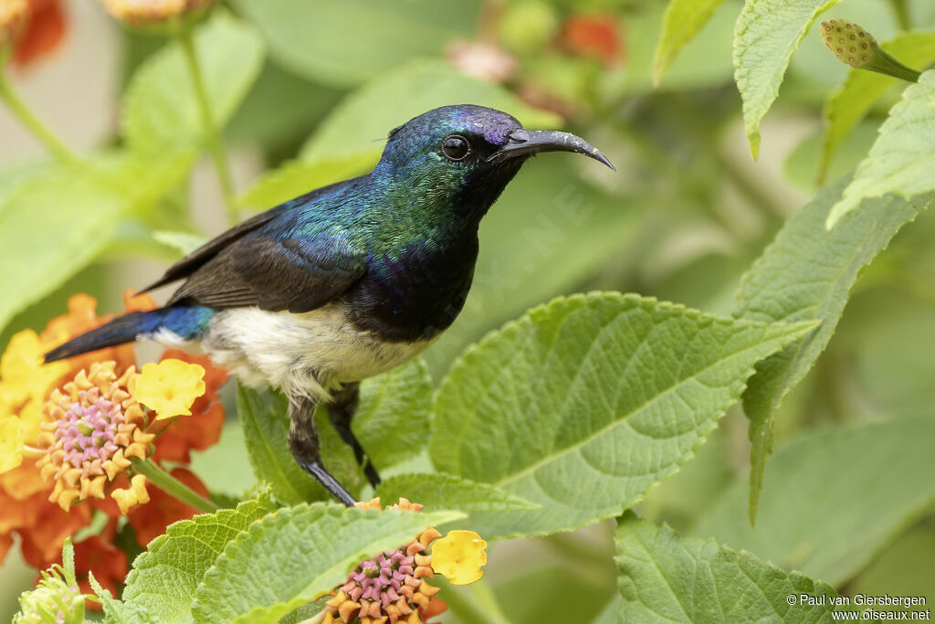 Variable Sunbird male adult