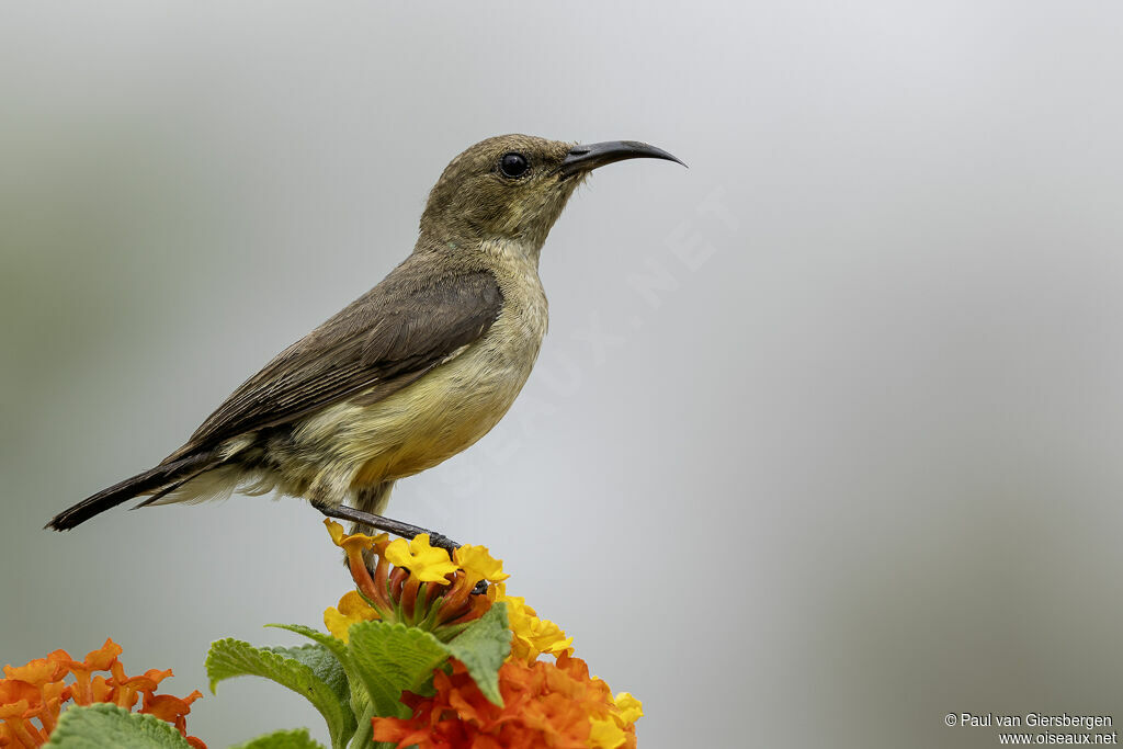 Variable Sunbird female adult
