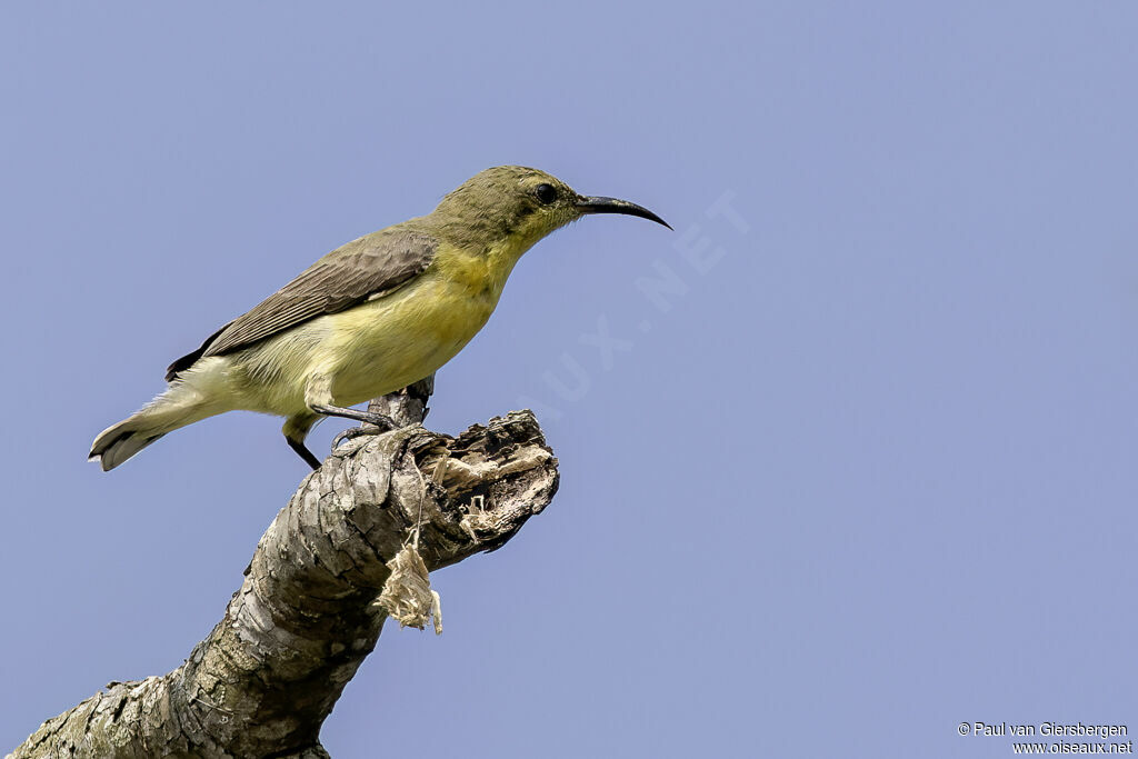 Souimanga asiatique femelle adulte