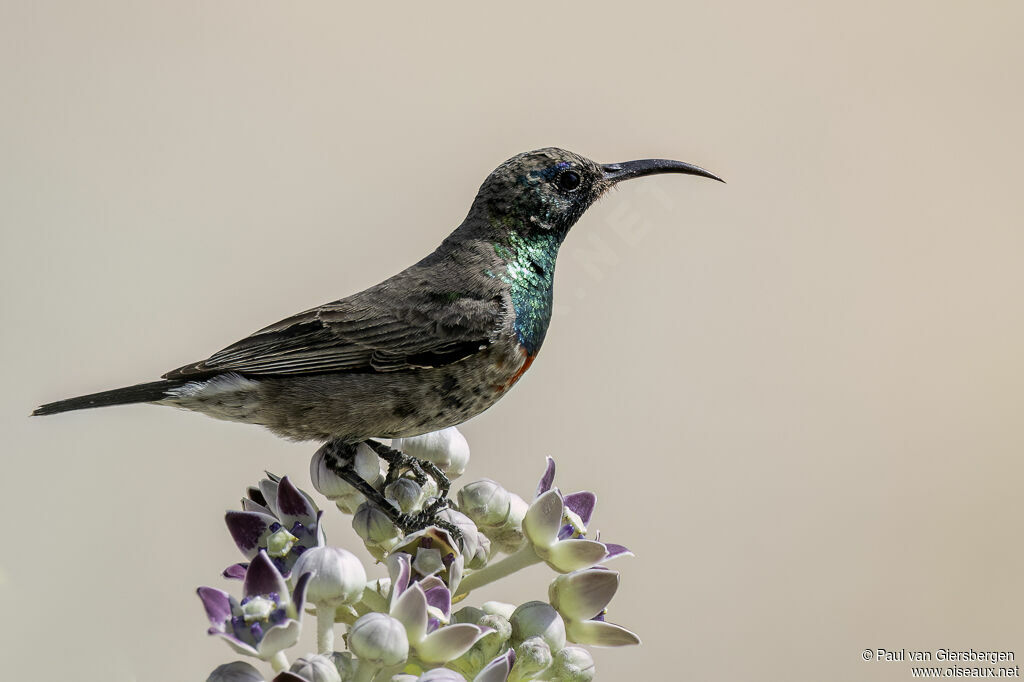 Souimanga brillant mâle immature