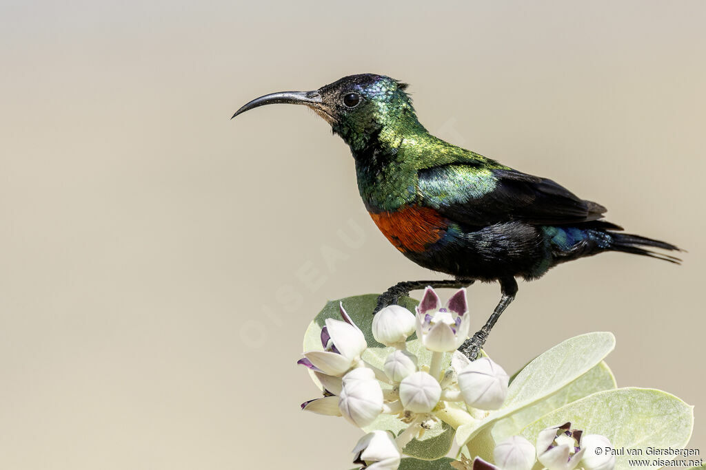 Souimanga brillant mâle adulte