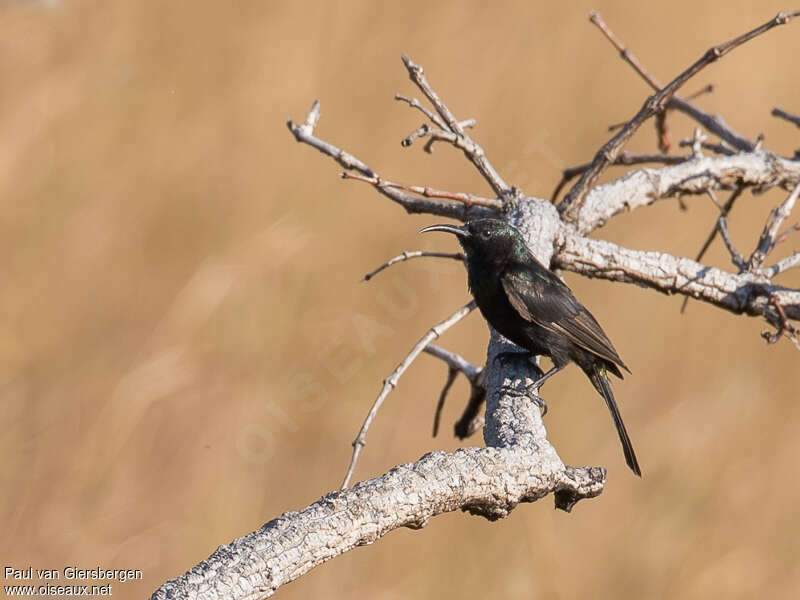 Bronze Sunbird male immature, identification