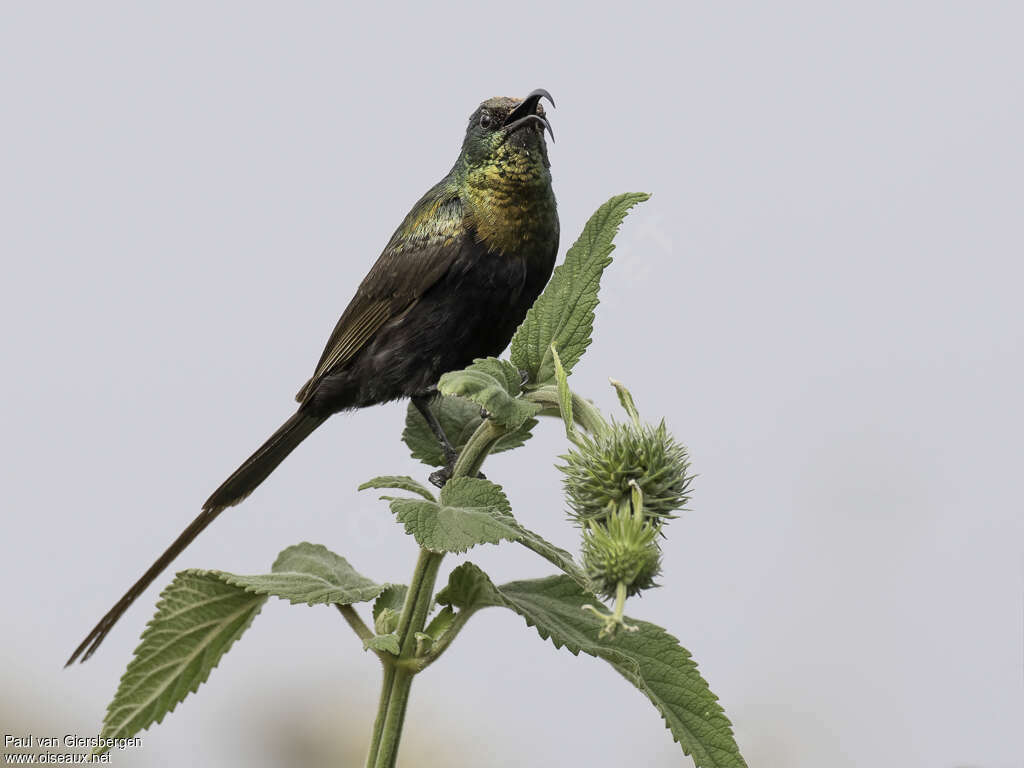 Bronze Sunbird male adult, identification