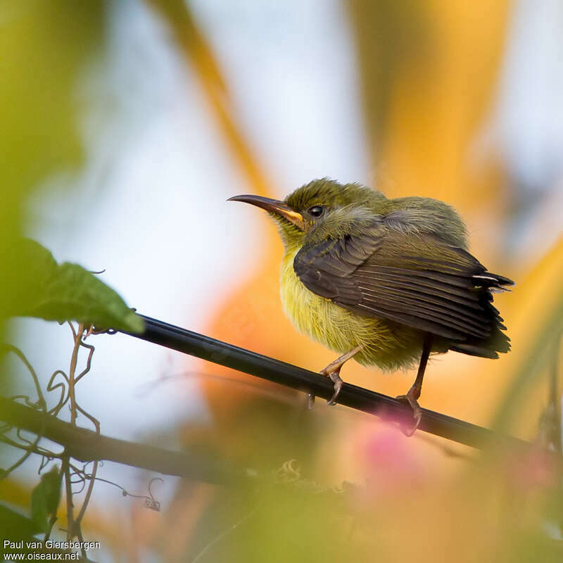 Mayotte Sunbirdjuvenile, identification