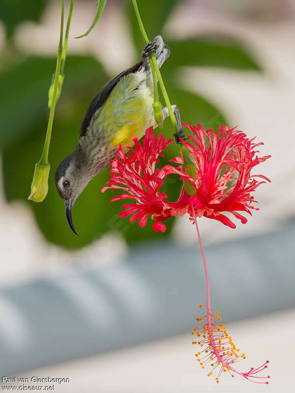 Mayotte Sunbird female, identification