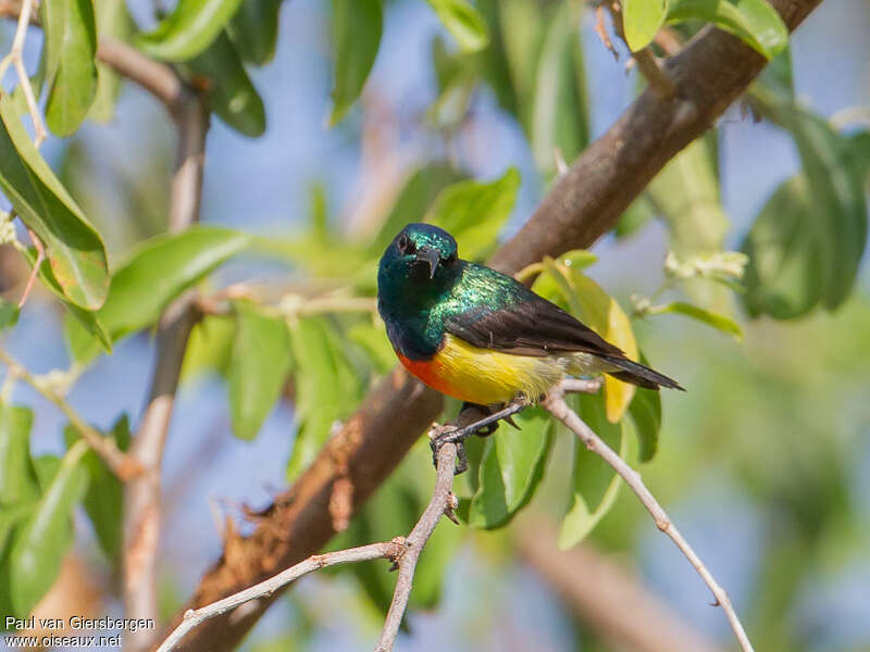 Mayotte Sunbird male, identification