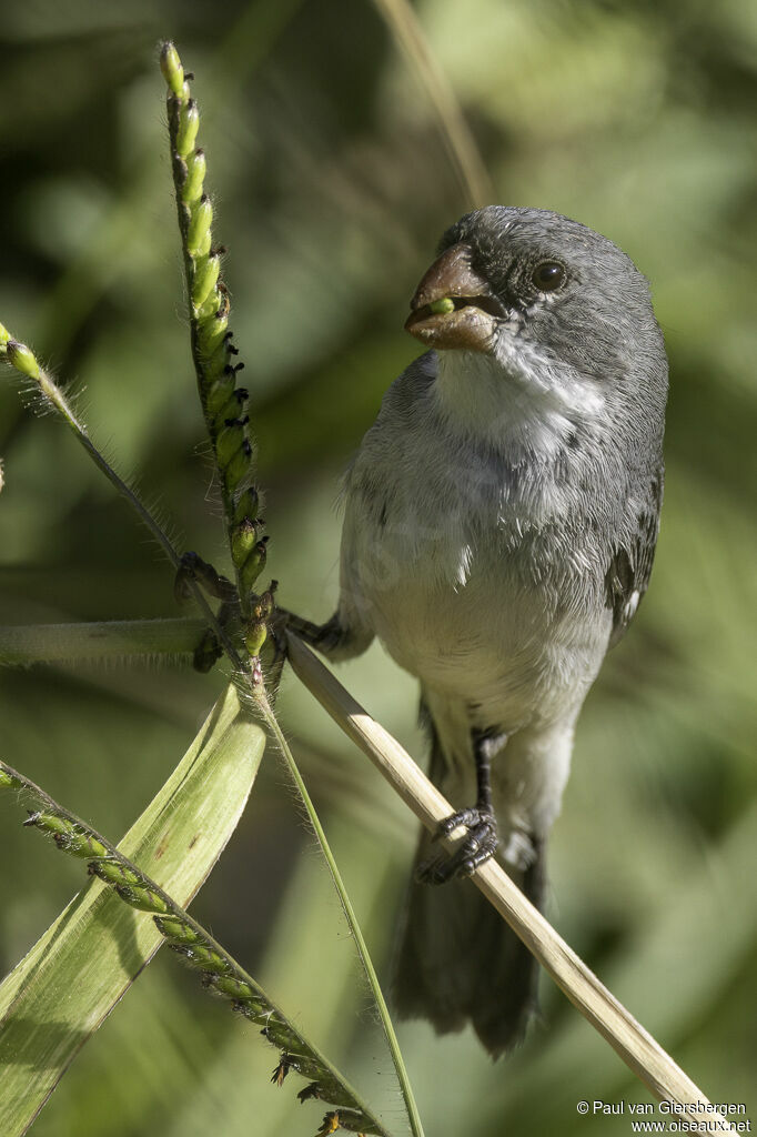 White-bellied Seedeater male adult