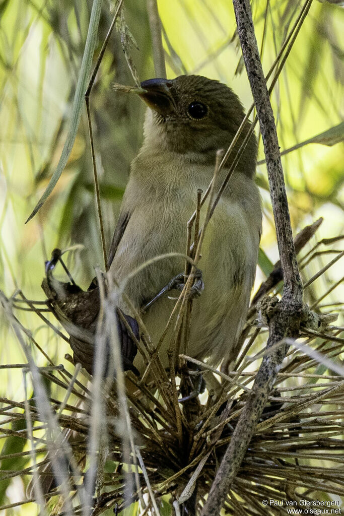 Sporophile ardoisé femelle adulte