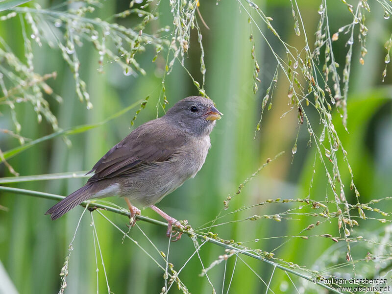 Sporophile obscuradulte