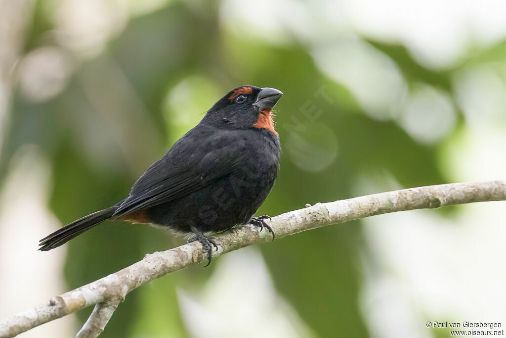 Greater Antillean Bullfinchadult
