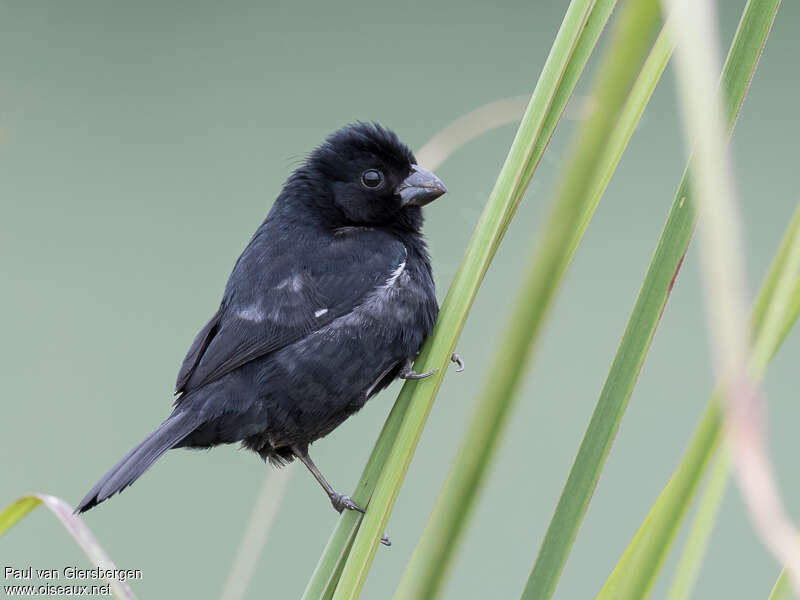 Sporophile variable mâle adulte, identification