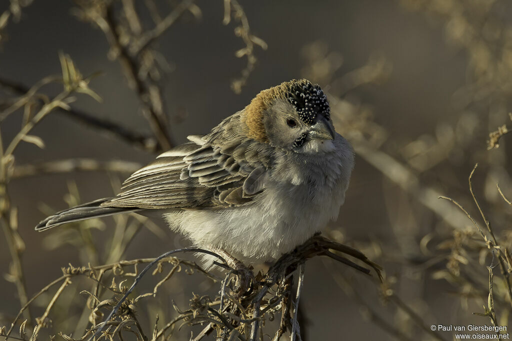 Speckle-fronted Weaveradult