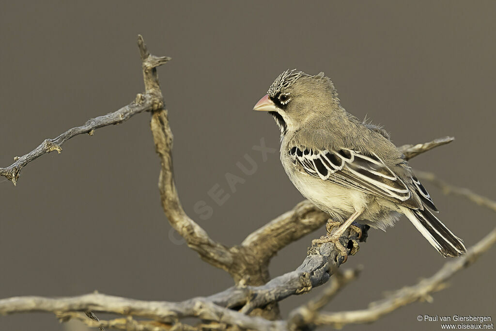 Sporopipe squameuxadulte