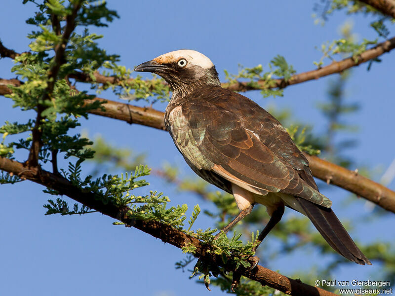 White-crowned Starling