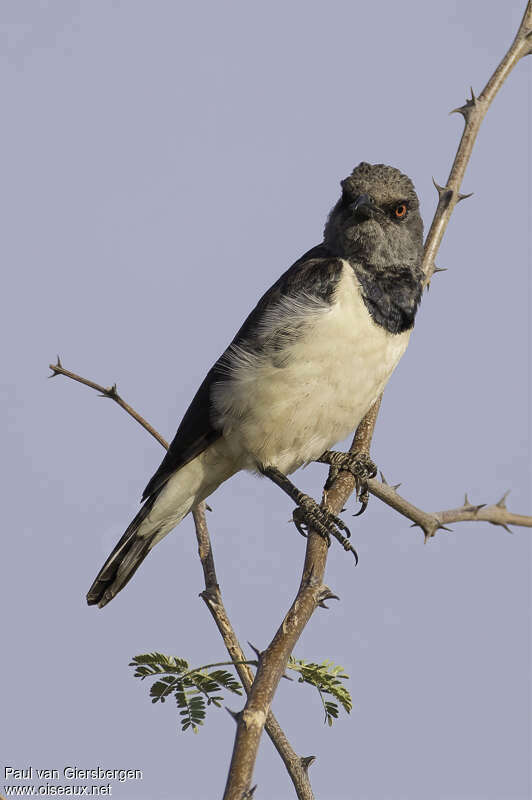 Spréo pie femelle adulte, identification
