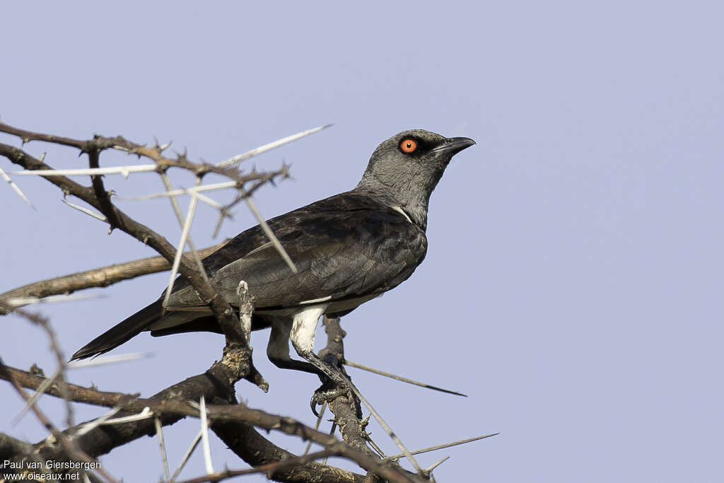 Magpie Starling female adult, identification