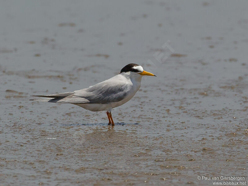 Little Tern