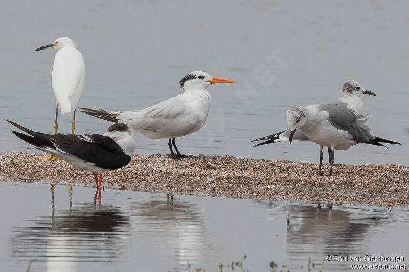 Royal Tern