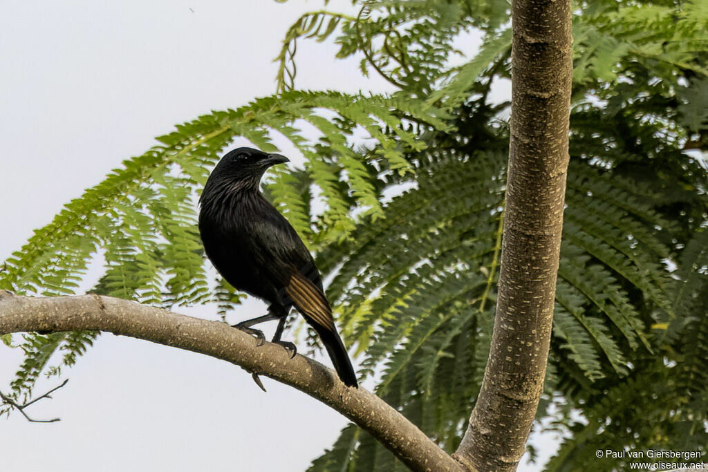 Brown-winged Starlingadult