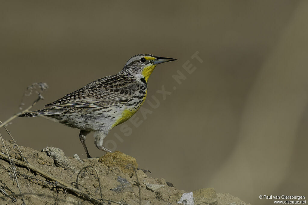 Western Meadowlarkadult
