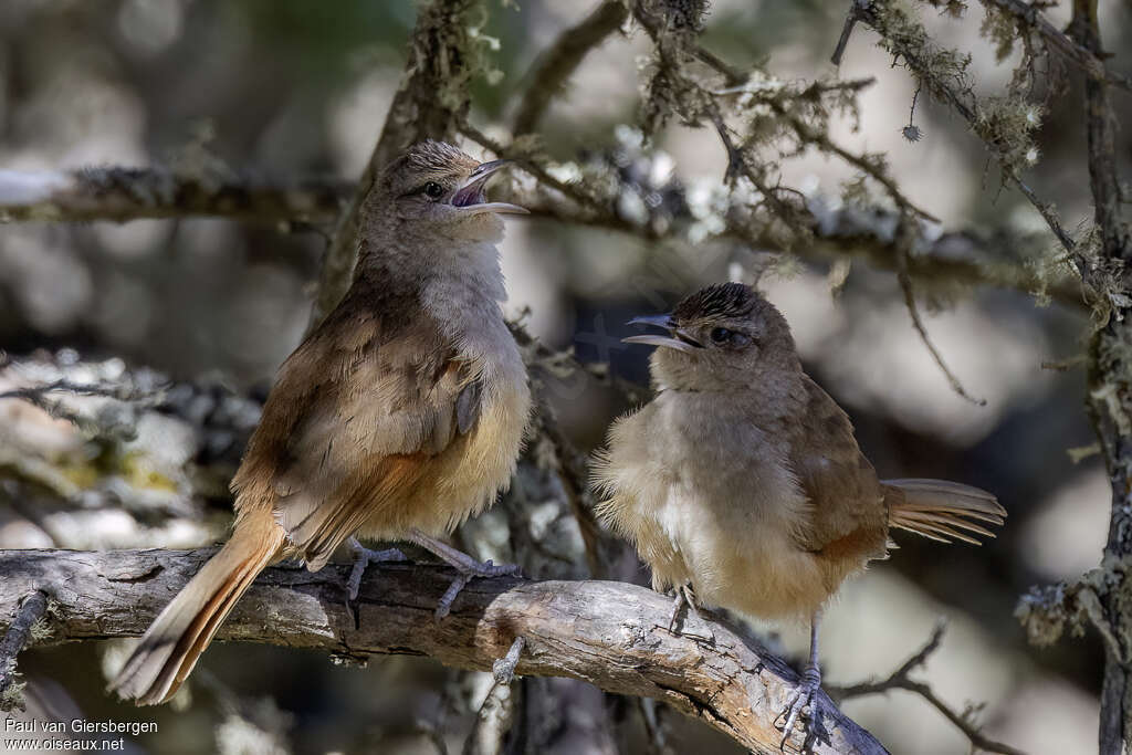 Synallaxe à front rayéadulte