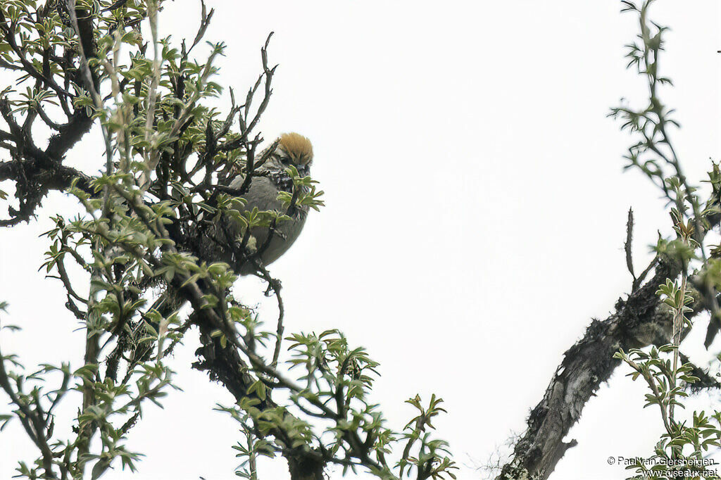 Synallaxe à gorge rayéeadulte