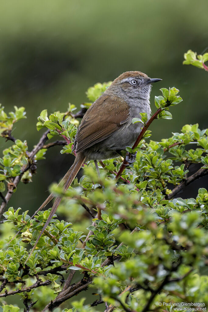 White-chinned Thistletailadult