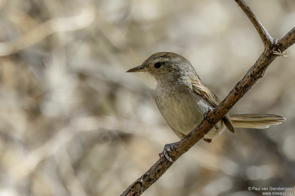 Synallaxe à queue pâleadulte