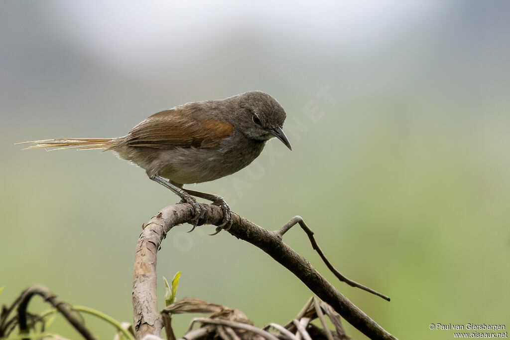 White-bellied Spinetailadult