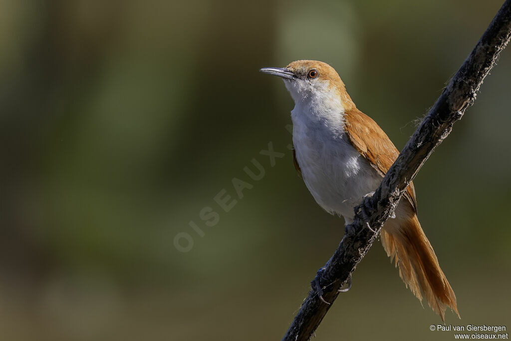 Red-and-white Spinetailadult