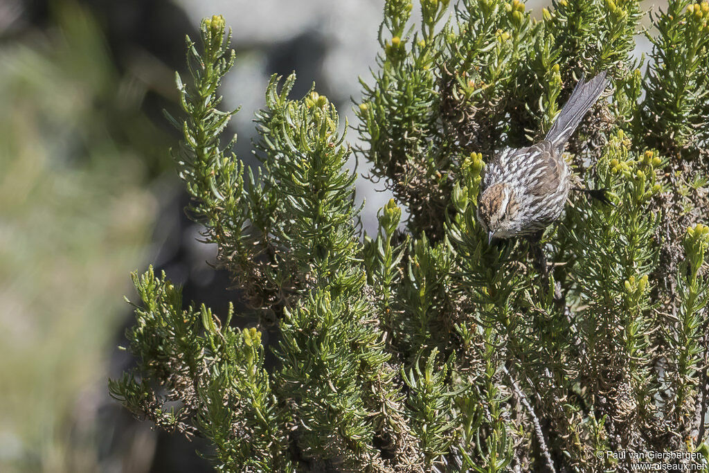 Rusty-crowned Tit-Spinetail