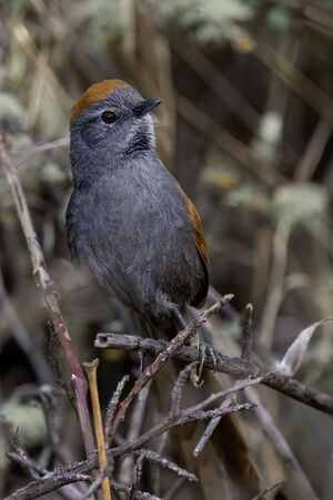 Synallaxe de Coursen