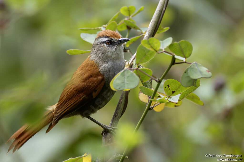 Marcapata Spinetail