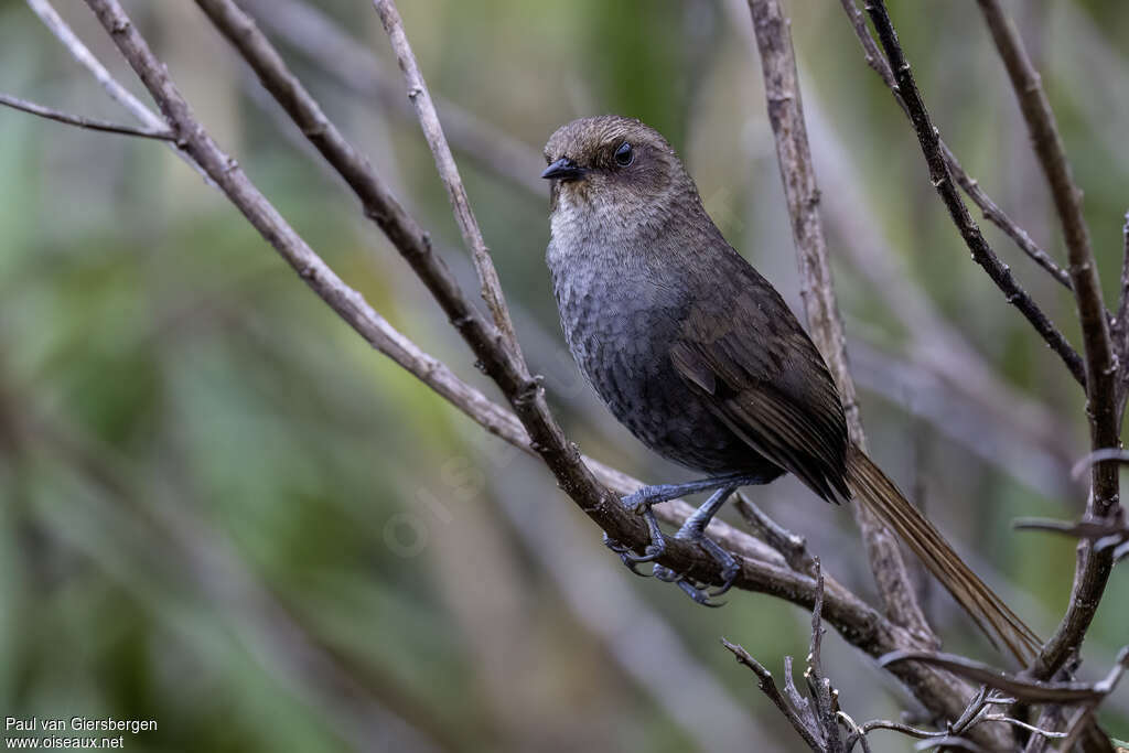 Vilcabamba Spinetail